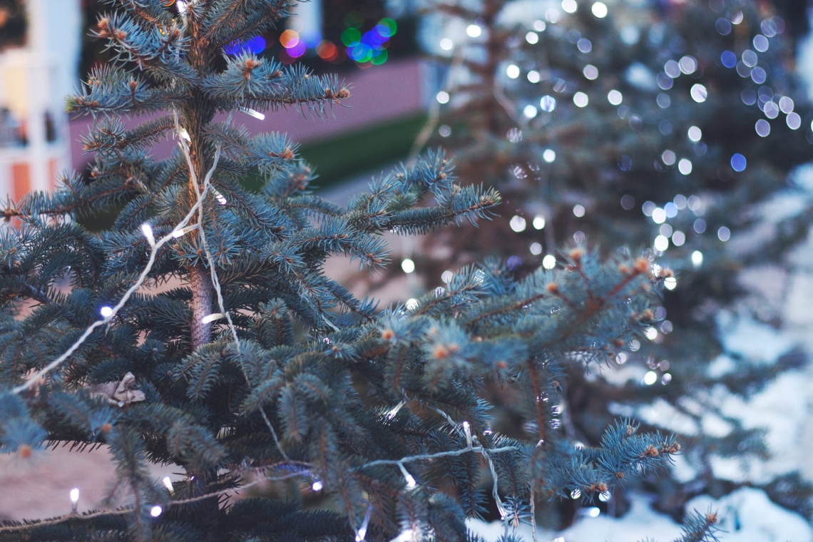 Unbekannte klauen Christbäume 